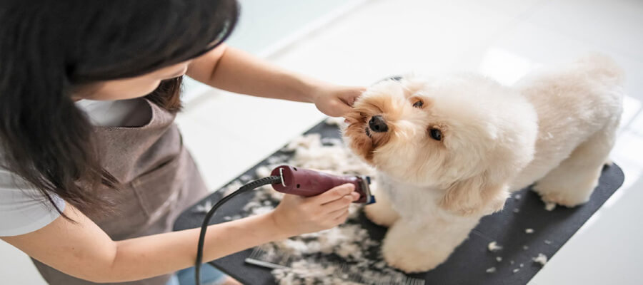  Puppy Grooming Basics: What You Need to Know